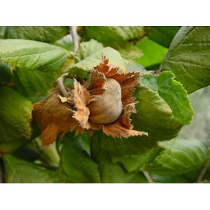 Lieska obyčajná (Corylus avellana) ´TONDA DALLE LANGHE´ - výška 30-50 cm, kont. C2L